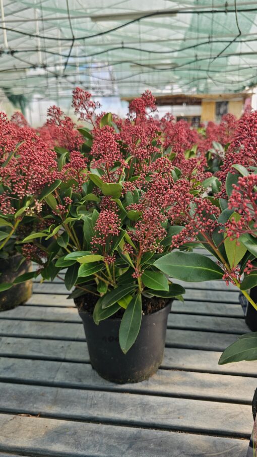Skimmia jap. - Skimia japońska Rubella - obrazek 2