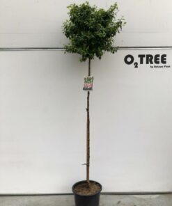 Betula pendula  - Brzoza brodawkowata Magical Globe wysokość szczepienia 150cm