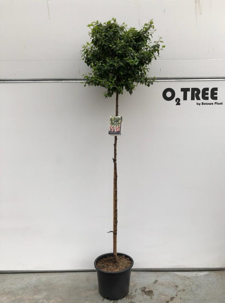 Betula pendula - Brzoza brodawkowata Magical Globe wysokość szczepienia 150cm