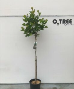 Platanus ×hispanica - Platan klonolistny Alphen's Globe wysokość szczepienia 150cm