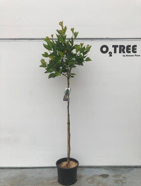 Platanus ×hispanica - Platan klonolistny Alphen's Globe wysokość szczepienia 150cm