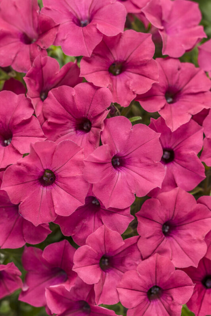 Sklep roslinyabramczuk.pl