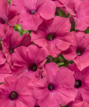 Supertunia™ VISTA