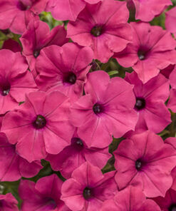 Supertunia Vista Fuchsia Wysyłki od 5.05.26 do 31.05.26