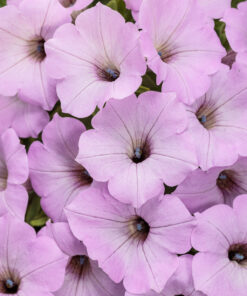 Supertunia Vista Cool Jazz Wysyłki od 5.05.26 do 31.05.26