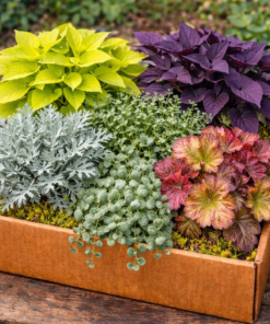 🌿 Kwiatowy Box Niespodzianka – 6 dekoracyjnych roślin liściastych Wysyłki od 5.05.26 do 31.05.26