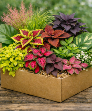 🌿 Kwiatowy Box Niespodzianka – 12 dekoracyjnych roślin liściastych