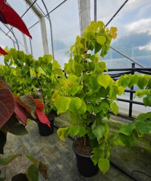 Cercis canadensis - Judaszowiec kanadyjski Hearts of Gold 80-120 cm