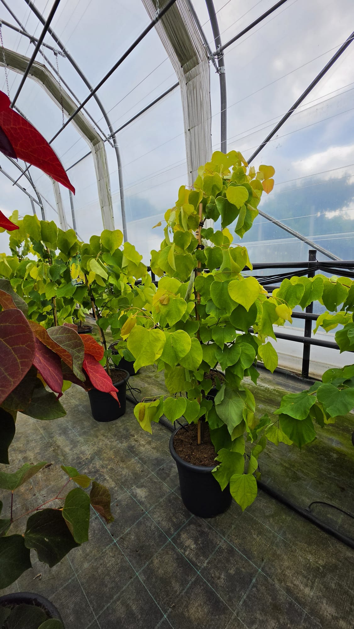 Cercis canadensis - Judaszowiec kanadyjski Hearts of Gold 80-120 cm