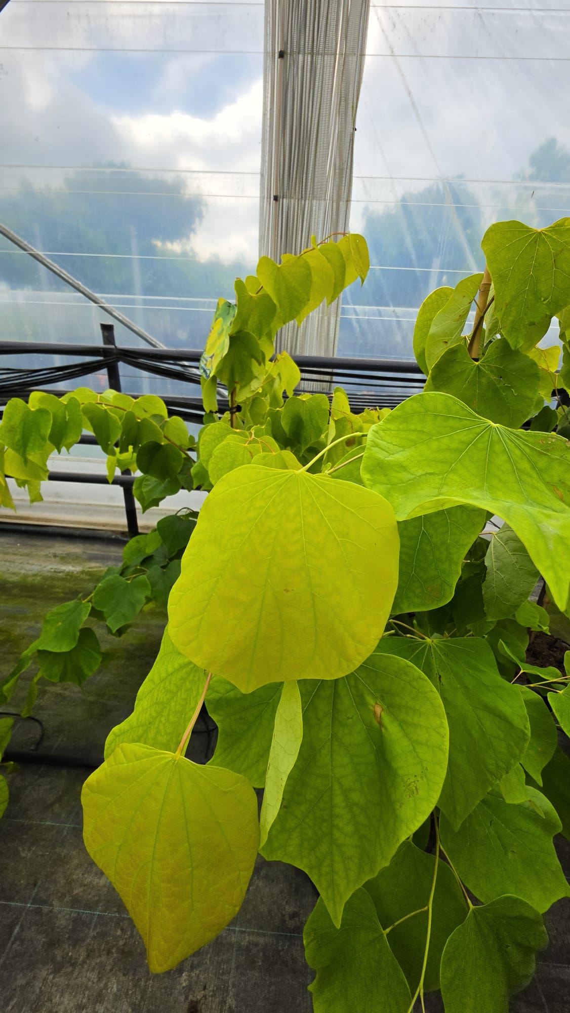 Cercis canadensis - Judaszowiec kanadyjski Hearts of Gold 80-120 cm - obrazek 3
