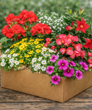 🌸🌿 Kwiatowy Box Niespodzianka – 12 roślin | mix kwiatów i ozdobnych liści