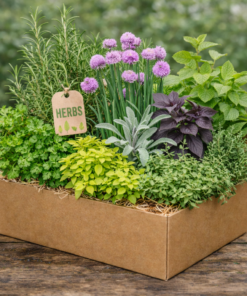 🌿 Ziołowy Box Niespodzianka – 12 ziół kuchennych i leczniczych Wysyłki od 5.05.26 do 31.05.26