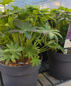 Alternative view of Lupinus - Łubin Westcountry Desert Sun