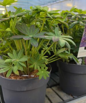 Alternative view of Lupinus - Łubin Westcountry Desert Sun