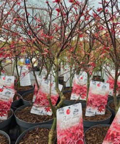 Alternative view of Acer palmatum - Klon palmowy Beni Maiko