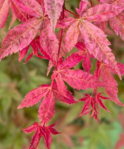 Acer palmatum - Klon palmowy Beni Maiko