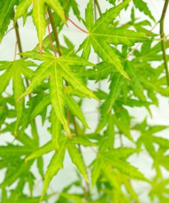 Acer palmatum - Klon palmowy Cascade Citrine