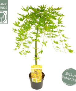 Alternative view of Acer palmatum - Klon palmowy Cascade Citrine