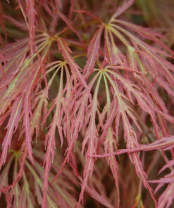 Alternative view of Acer palmatum - Klon palmowy Cascade Crimson