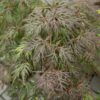 Acer palmatum - Klon palmowy Cascade Crimson