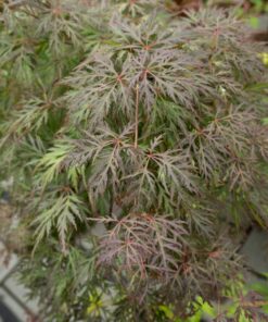Acer palmatum - Klon palmowy Cascade Crimson