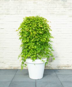 Alternative view of Acer palmatum - Klon palmowy Cascade Emerald