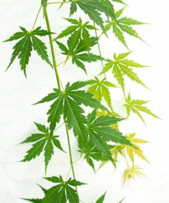 Acer palmatum - Klon palmowy Cascade Emerald