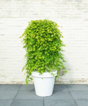 Alternative view of Acer palmatum - Klon palmowy Cascade Emerald