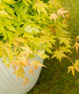 Alternative view of Acer palmatum - Klon palmowy Cascade Gold