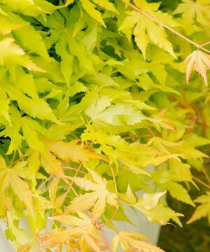 Acer palmatum - Klon palmowy Cascade Gold