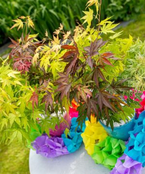 Acer palmatum - Klon palmowy Festival