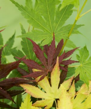 Alternative view of Acer palmatum - Klon palmowy Festival