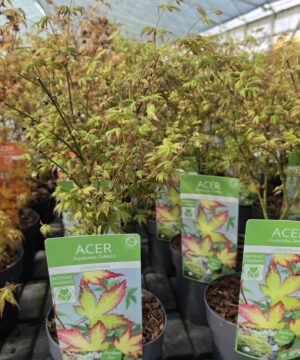Alternative view of Acer palmatum - Klon palmowy Little Princess