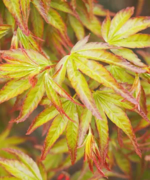 Acer palmatum - Klon palmowy Little Princess