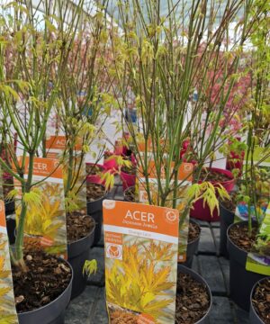 Alternative view of Acer palmatum - Klon palmowy Orange Lace