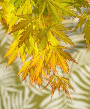 Acer palmatum - Klon palmowy Orange Lace
