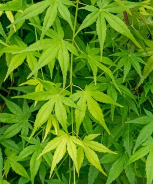Acer palmatum - Klon palmowy Ryusen