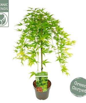 Alternative view of Acer palmatum - Klon palmowy Ryusen