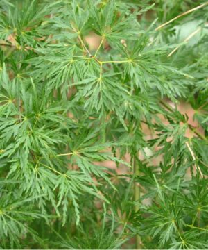 Acer palmatum - Klon palmowy Seiryu na Pniu