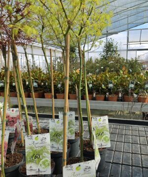 Alternative view of Acer palmatum - Klon palmowy Seiryu na Pniu