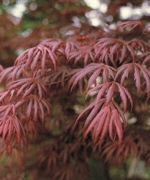 Acer palmatum - Klon palmowy Trompenburg
