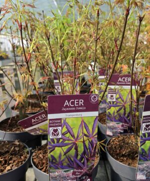 Alternative view of Acer palmatum - Klon palmowy Trompenburg