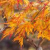 Acer pseudosieboldianum  - Klon ussuryjski Ice Dragon