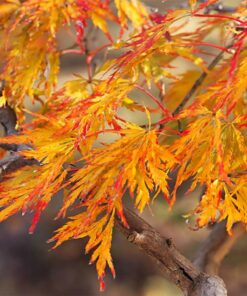 Acer pseudosieboldianum  - Klon ussuryjski Ice Dragon