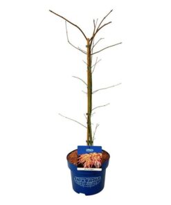 Alternative view of Acer pseudosieboldianum  - Klon ussuryjski Ice Dragon