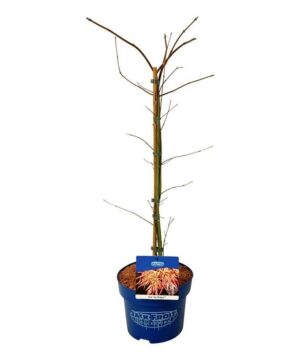 Alternative view of Acer pseudosieboldianum  - Klon ussuryjski Ice Dragon