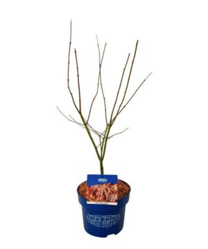 Alternative view of Acer pseudosieboldianum  - Klon ussuryjski North Wind