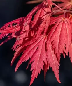 Acer pseudosieboldianum  - Klon ussuryjski North Wind