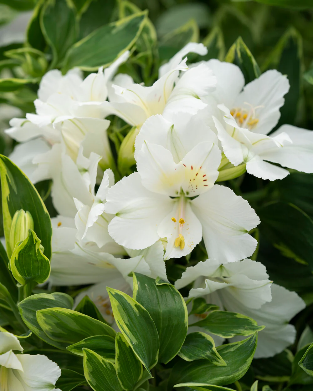 Alstroemeria aurosa - Alstremeria złocista Claressa Wysyłka od 20.04.26 - obrazek 2