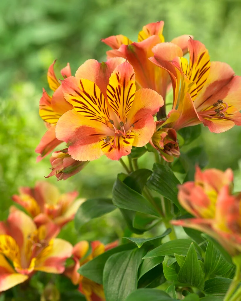 Alstroemeria aurosa - Alstremeria złocista Diana Wysyłka od 20.04.26 - obrazek 4